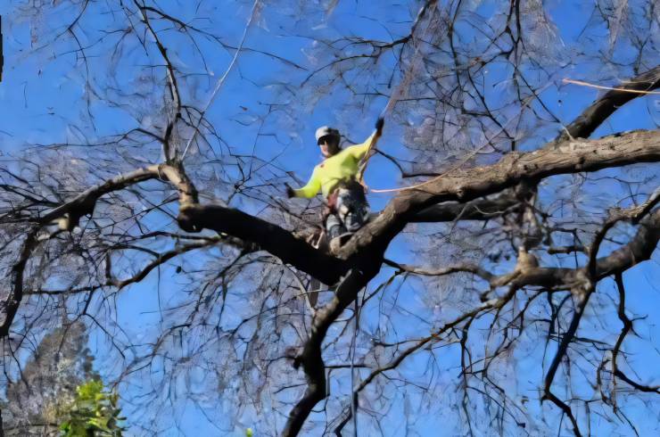 GS Tree Service